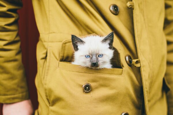 Kitten in coat pocket